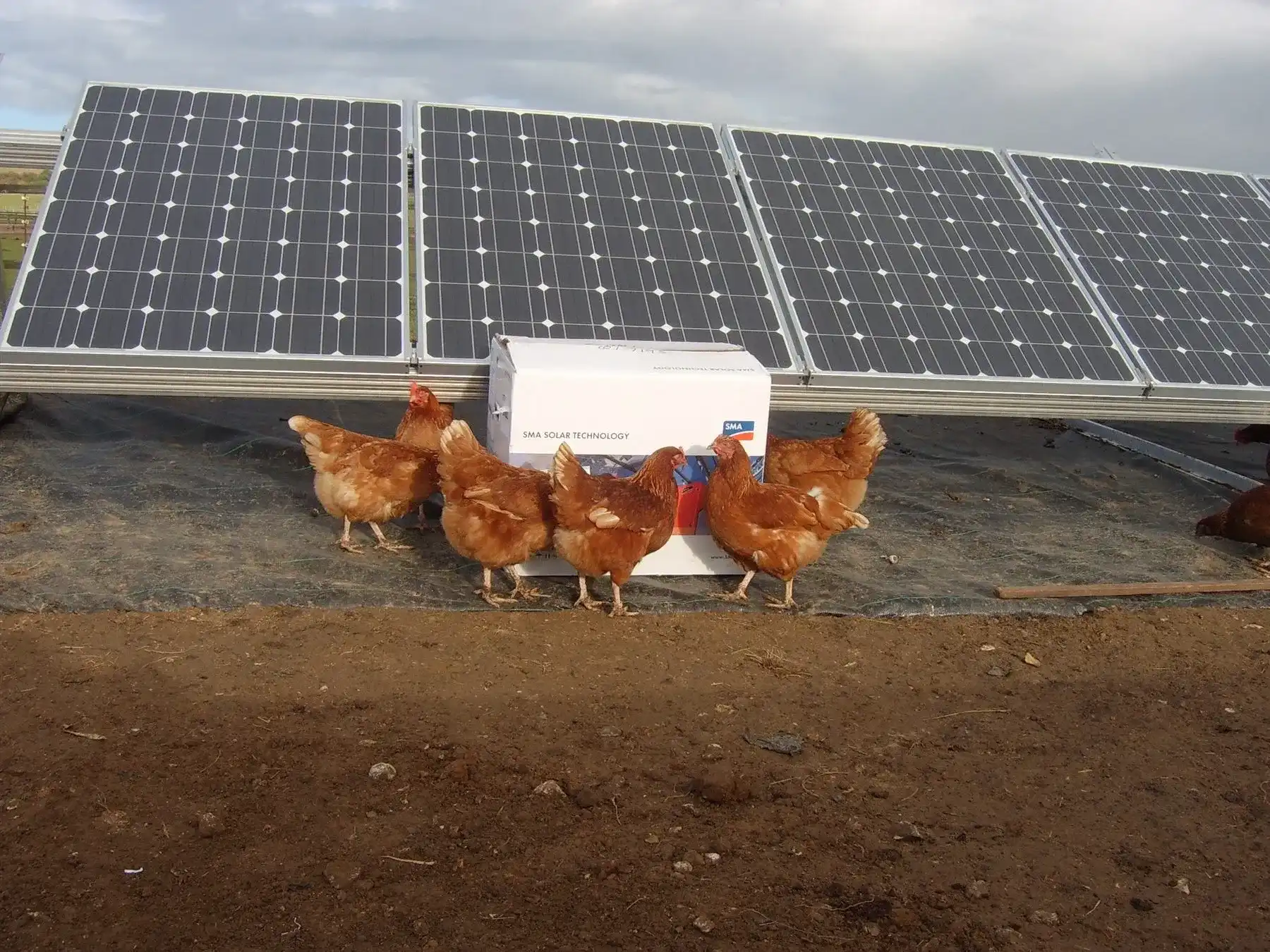 Ground mounted solar array in Worthing